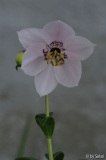 Nomocharis finlayorum 20110524.jpg