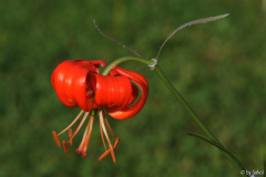 Lilium pumilum Golden Gleam 20110524.jpg