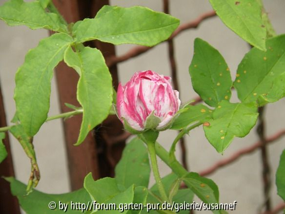 Variegata diB 2011