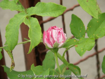 Variegata diB 2011