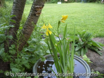 Iris 25_5_.JPG