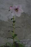 Nomocharis finlayorum 20110526 (1).jpg