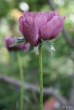 Pattys Plum 11