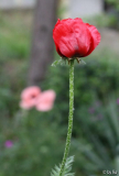 Beauty of Livermere 11