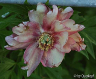 Päonie Julia Rose Blüte, vergehend
