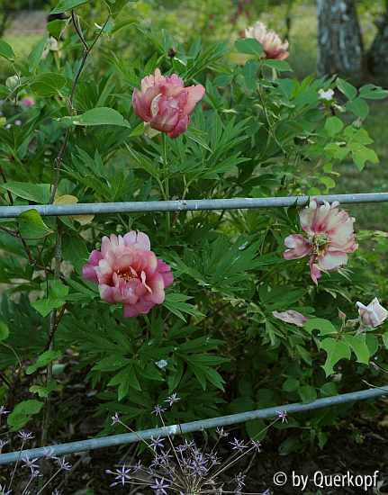 Paeonia Julia Rose Habitus