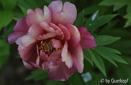 Paeonia Julia Rose Blüte