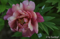 Paeonia Julia Rose Blüte