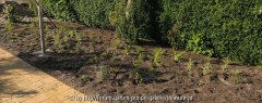 Neues Staudenbeet CL 05-2011