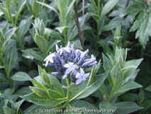 Amsonia orientalis / Rhazya orientalis (