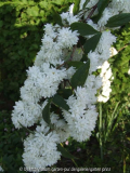 Deutzia magnifica Nancy (2011-05)