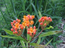 Asclepias tuberosa (2011-05)