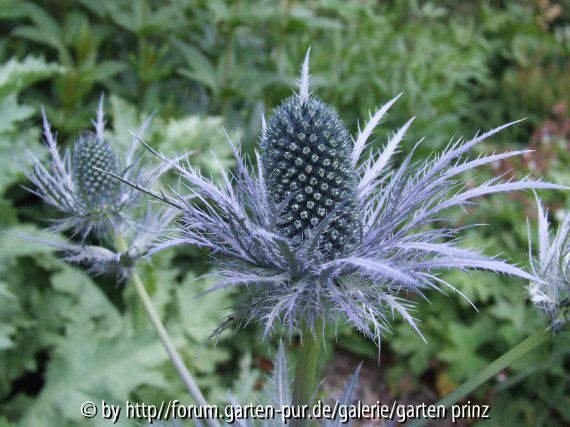 Eryngium alpinum (2011-05)