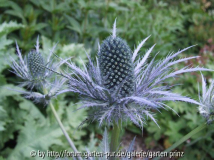 Eryngium alpinum (2011-05)