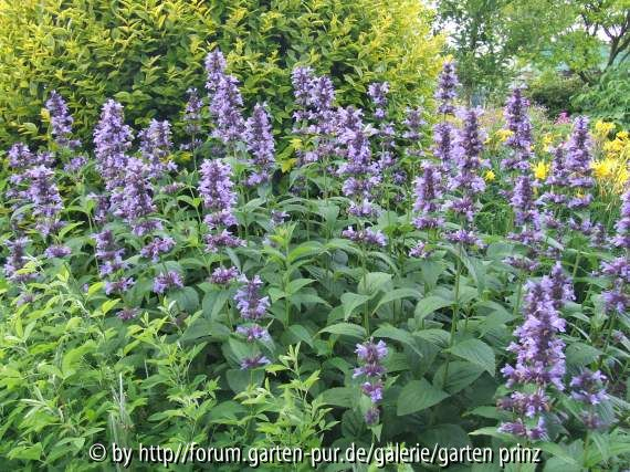 Nepeta kubanica (2011-05)