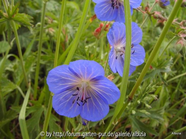 Feldrain -Geranium unbekannt
