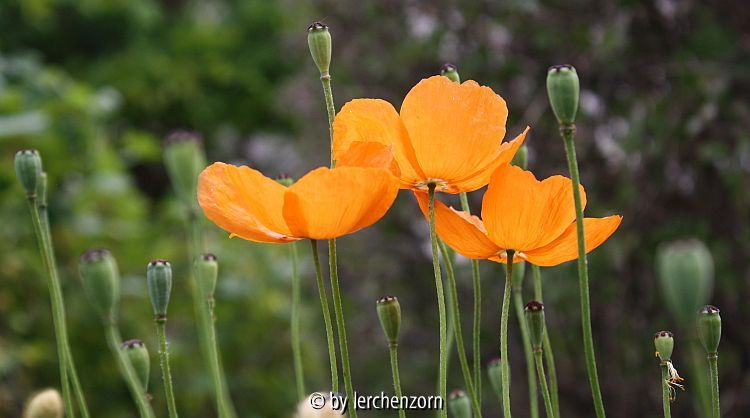 Bachschotter-Mohn (Papaver lateritium)
