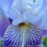blauweiss1