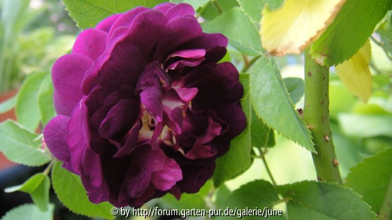 Centifolia à Fleurs Doubles Violettes 2011,01