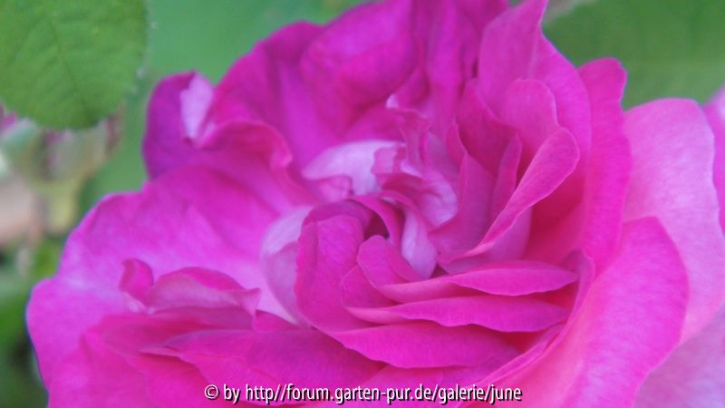 Belle de Crécy 2011,02