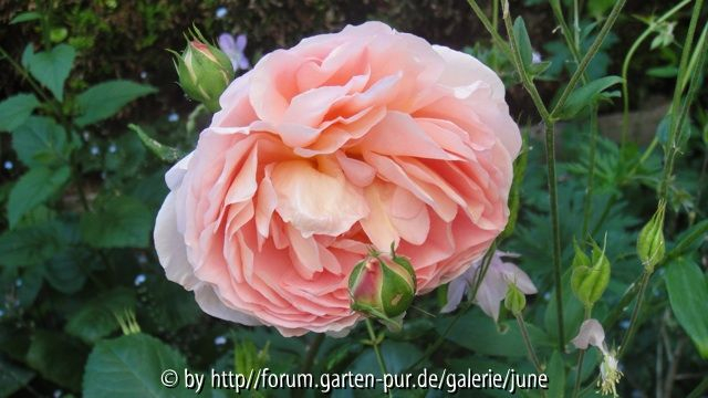 Abraham Darby 2011,04