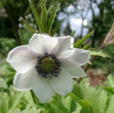 Anemone rivularis