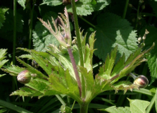 Anemone rivularis