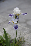 Iris variegata var. amoena