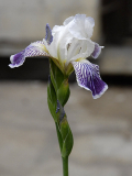 Iris variegata var. amoena
