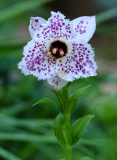Nomocharis pardanthina