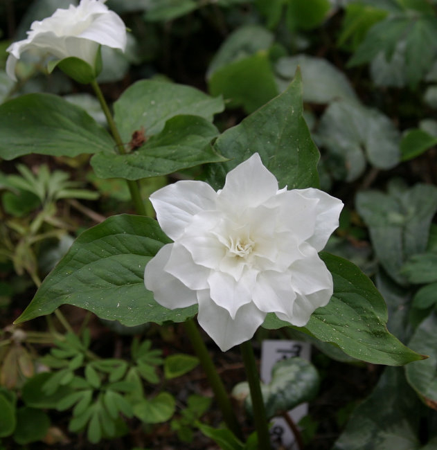 Trillium grandiflorum 'Flore Plena'