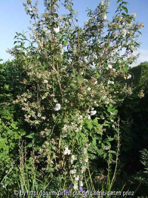 Deutzia magnifica Nancy (2011-05) Habitus