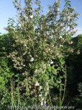 Deutzia magnifica Nancy (2011-05) Habitus