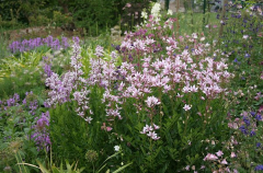 Mai 2011 Dictamnus