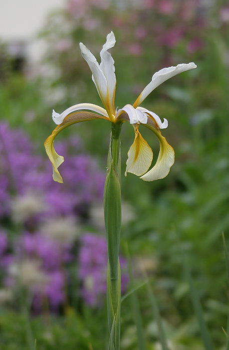 Iris spuria ssp. carthalinae