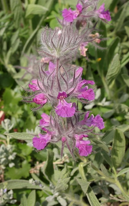 Stachys lavandulifolia