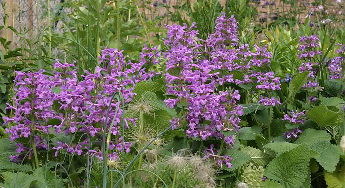 Stachys menthifolia syn. grandiflora