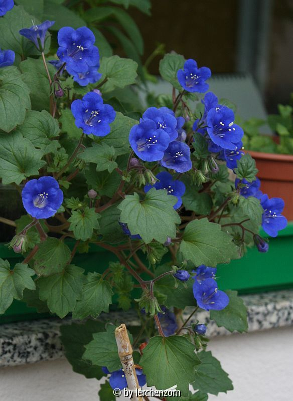Glocken-Phacelie (Phacelia campanularia)