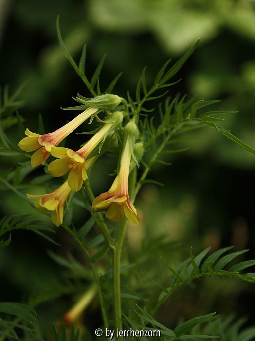 Gelbe Himmelsleiter (Polemonium pauciflorum)