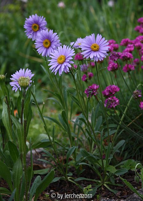 Alpen-Aster (Aster alpinus)