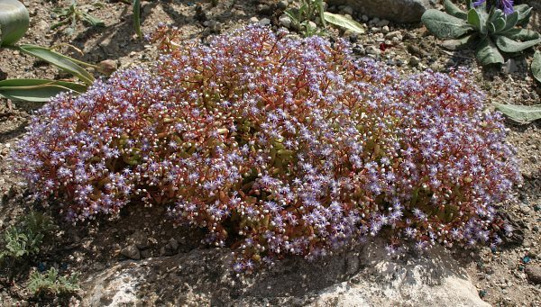 Sedum caeruleum
