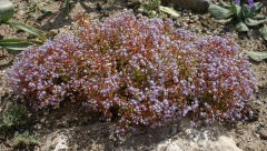 Sedum caeruleum