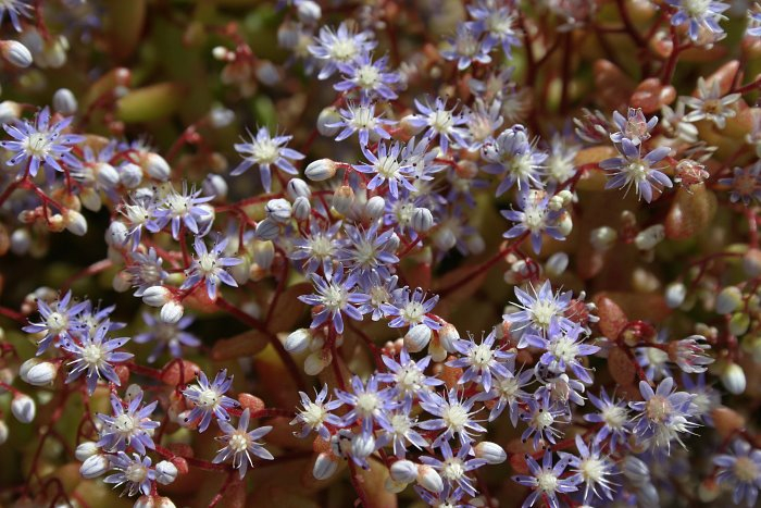 Sedum caeruleum