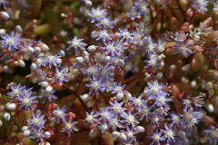 Sedum caeruleum