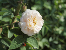 alba viridiflora