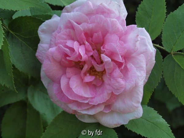mme edouard ory