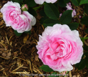 unbek. Rose