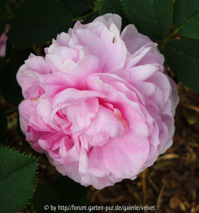 unbekannte Rose1