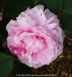 unbekannte Rose1