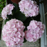 unbek. Hortensie zartrosa